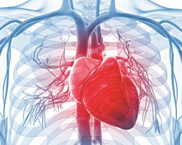 Công dụng của đông trùng hạ thảo trong phòng ngừa bệnh liên quan tới tim mạch