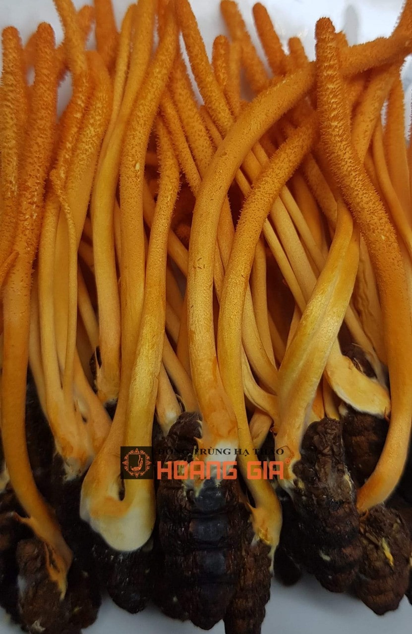 mua nấm đông trùng hạ thảo