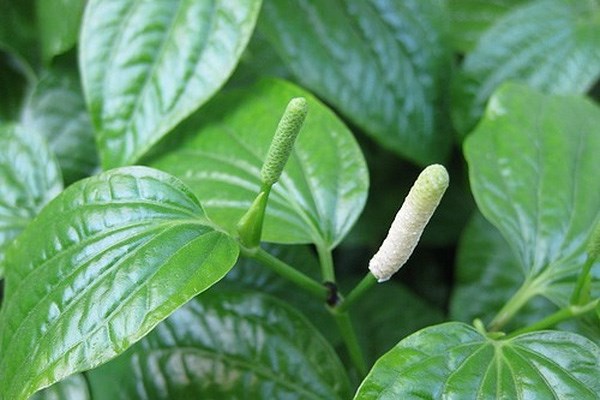 Lá lốt người bạn tuyệt vời của hạnh phúc