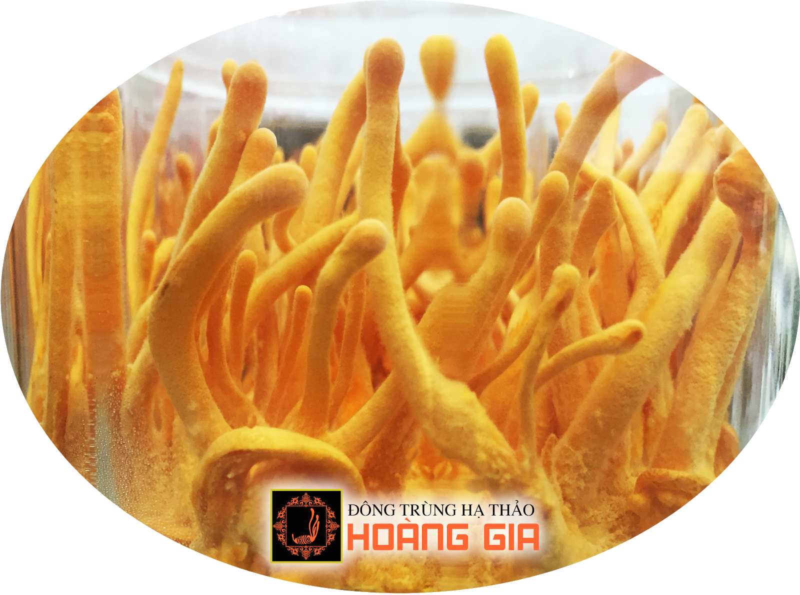 Hoàng Gia chuyên cung cấp đông trùng hạ thảo chất lượng, giá tốt