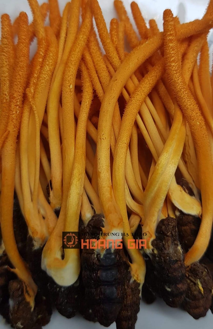 chữa ung thư phổi giai đoạn 3 chữa ung thư phổi giai đoạn 3