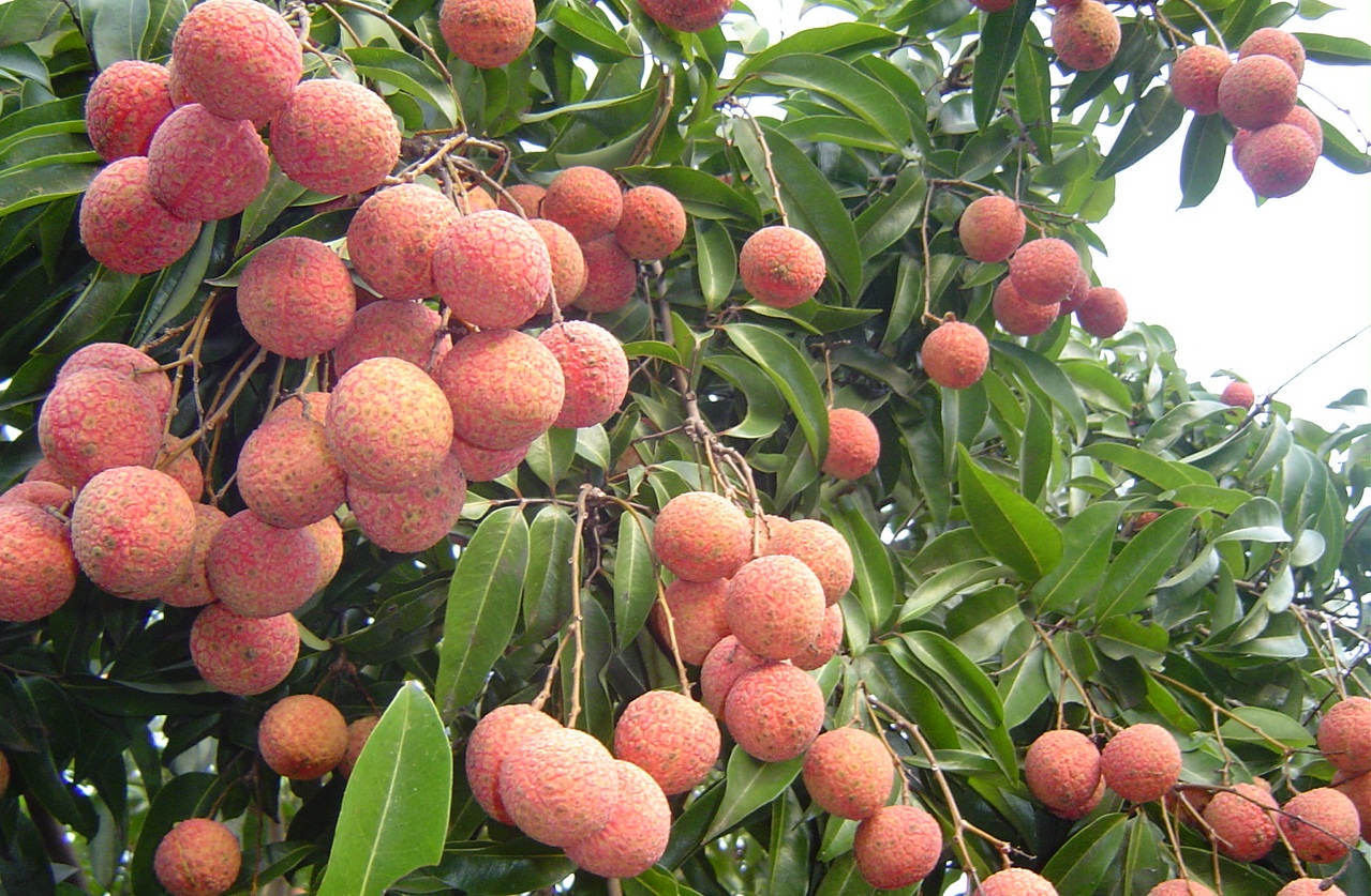 Rượu vải bài thuốc chữa yếu sinh lý cho phái mạnh