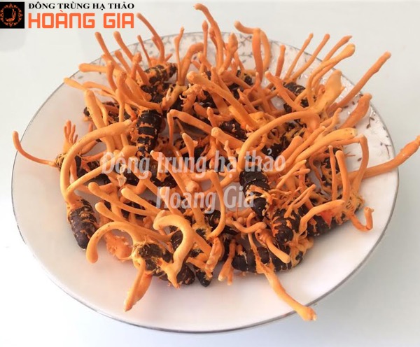 Sử dụng Đông trùng hạ thảo để chế biến thành các loại đồ uống bổ dưỡng