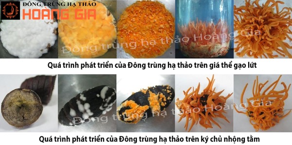 Đông trùng hạ thảo có nhiều công dụng tuyệt vời cho sức khỏe Đông trùng hạ thảo có nhiều công dụng tuyệt vời cho sức khỏe