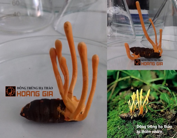 Đông trùng hạ thảo là loài nấm ký sinh có tên khoa học là Cordyceps militaris Đông trùng hạ thảo là loài nấm ký sinh có tên khoa học là Cordyceps militaris