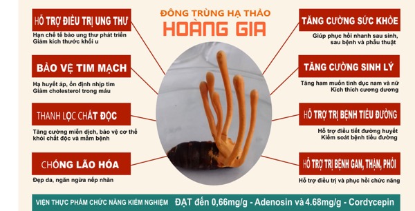 Công dụng của đông trùng hạ thảo ngâm mật ong