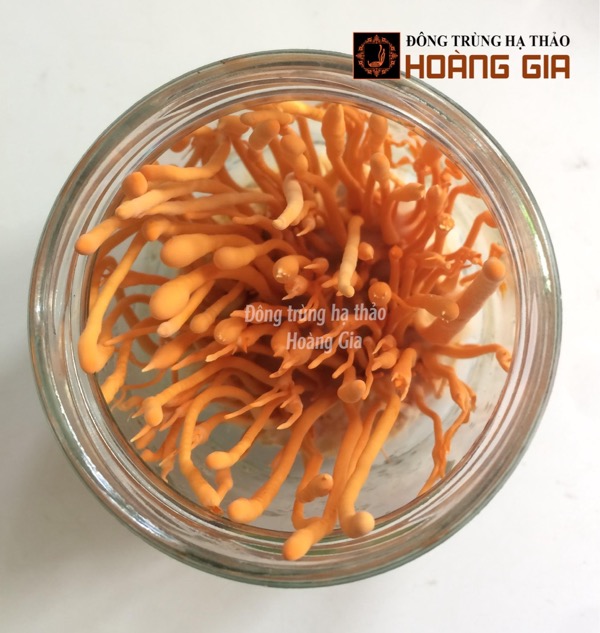 Công ty TNHH ĐÔNG TRÙNG HẠ THẢO HOÀNG GIA chuyên cung cấp đông trùng hạ thảo chất lượng, giá tốt