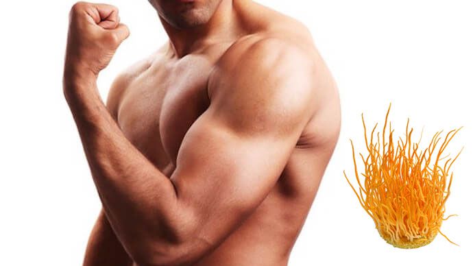 Hoàng Gia chuyên cung cấp đông trùng hạ thảo cho phái mạnh