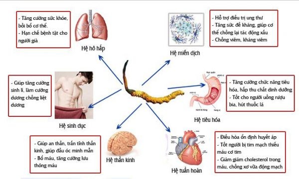 Một vài công dụng tuyệt vời của đông trùng hạ thảo Hàn Quốc Một vài công dụng tuyệt vời của đông trùng hạ thảo Hàn Quốc