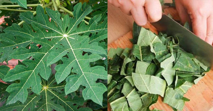 Bài thuốc chữa ung thư phổi từ lá đu đủ
