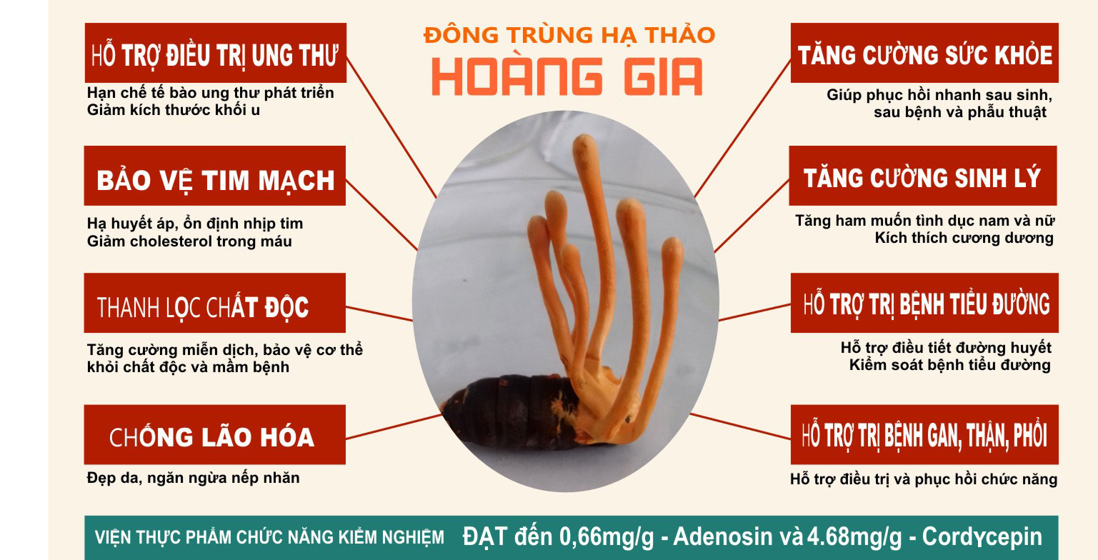 Hoàng Gia chuyên cung cấp đông trùng hạ thảo cao cấp, giá tốt