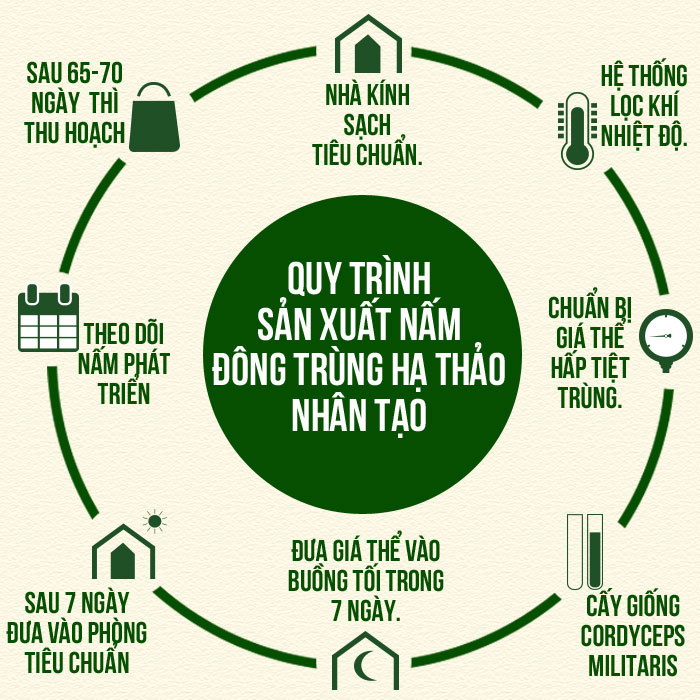 Quy trình nuôi trồng trùng thảo tại nước ta