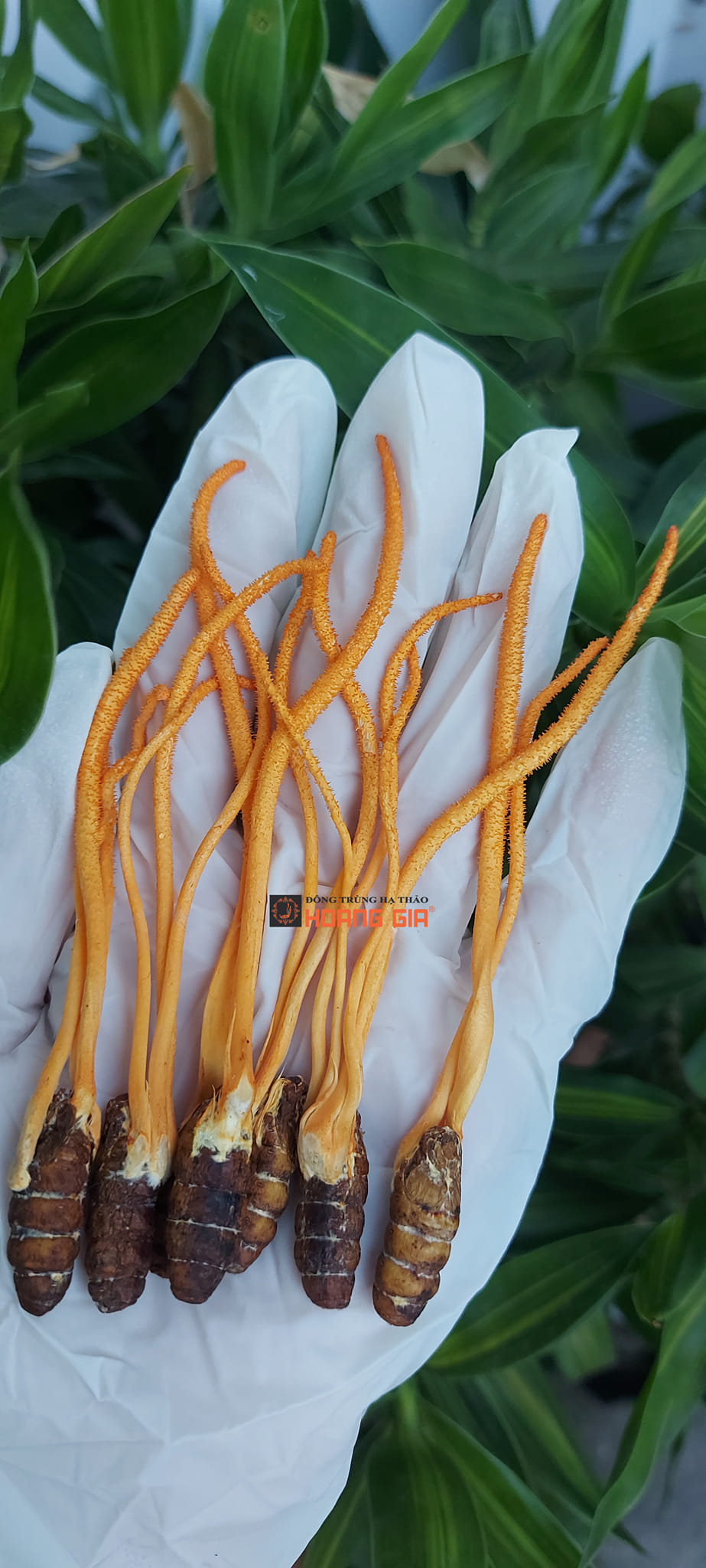 Đông trùng hạ thảo uống trước hay sau ăn