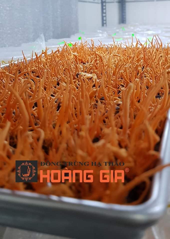 đông trùng hạ thảo cho người bị ung thư