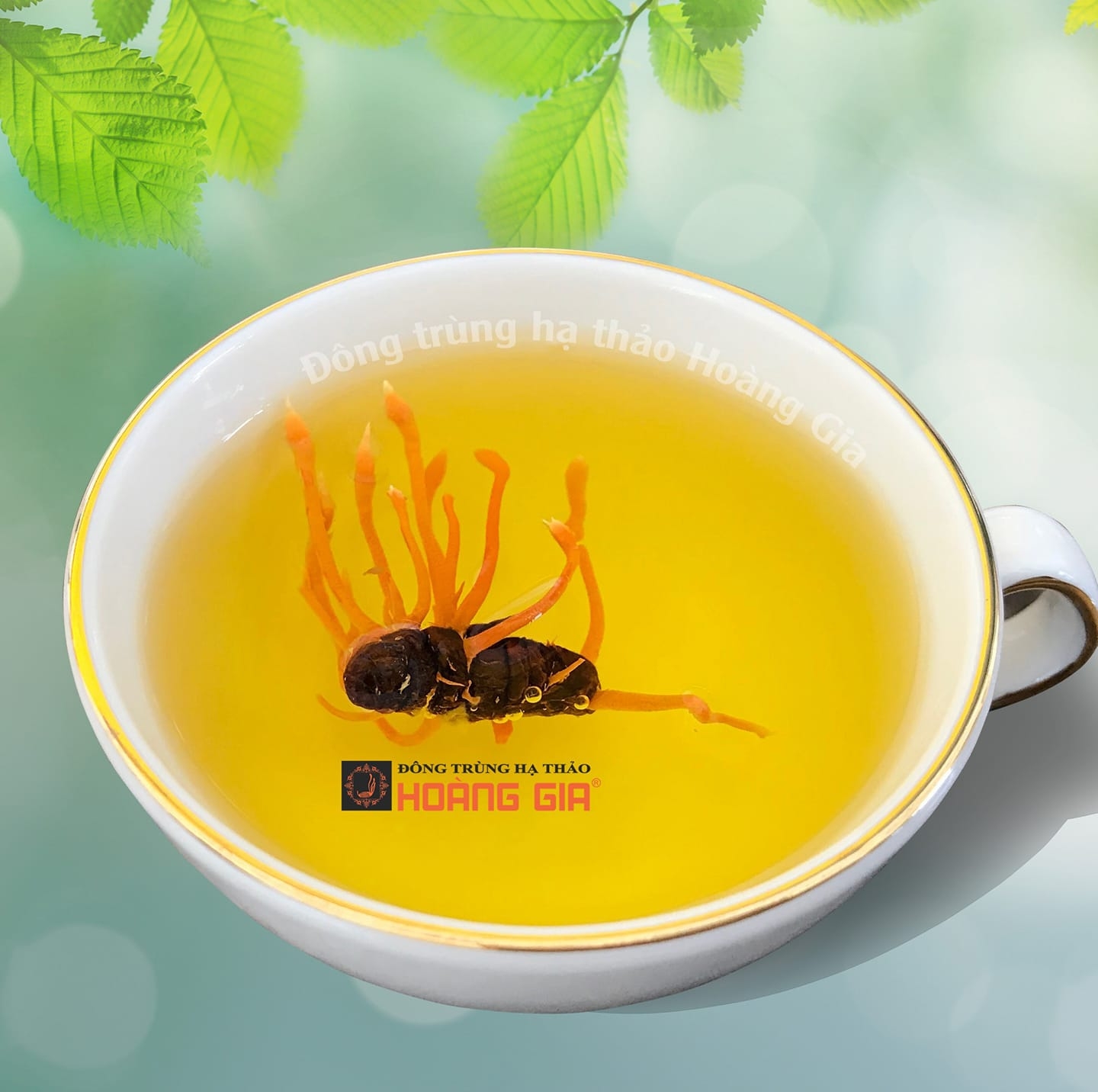đông trùng hạ thảo cho người bị ung thư