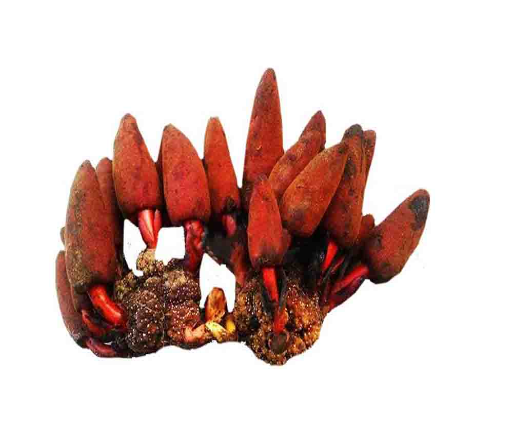 Nấm ngọc cẩu giúp chữa bệnh yếu sinh lý