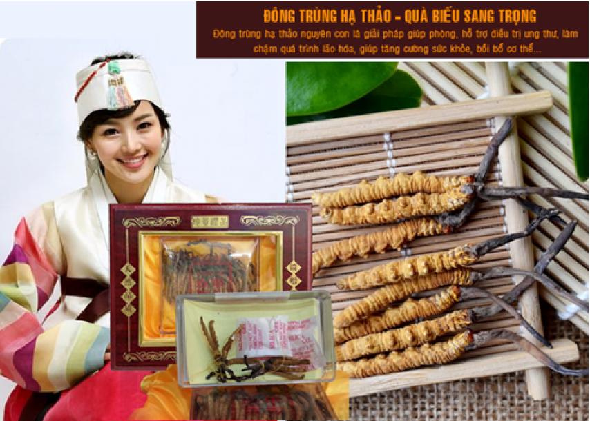 Trùng thảo Hàn Quốc chứa dưỡng chất tương đương với sản phẩm tự nhiên