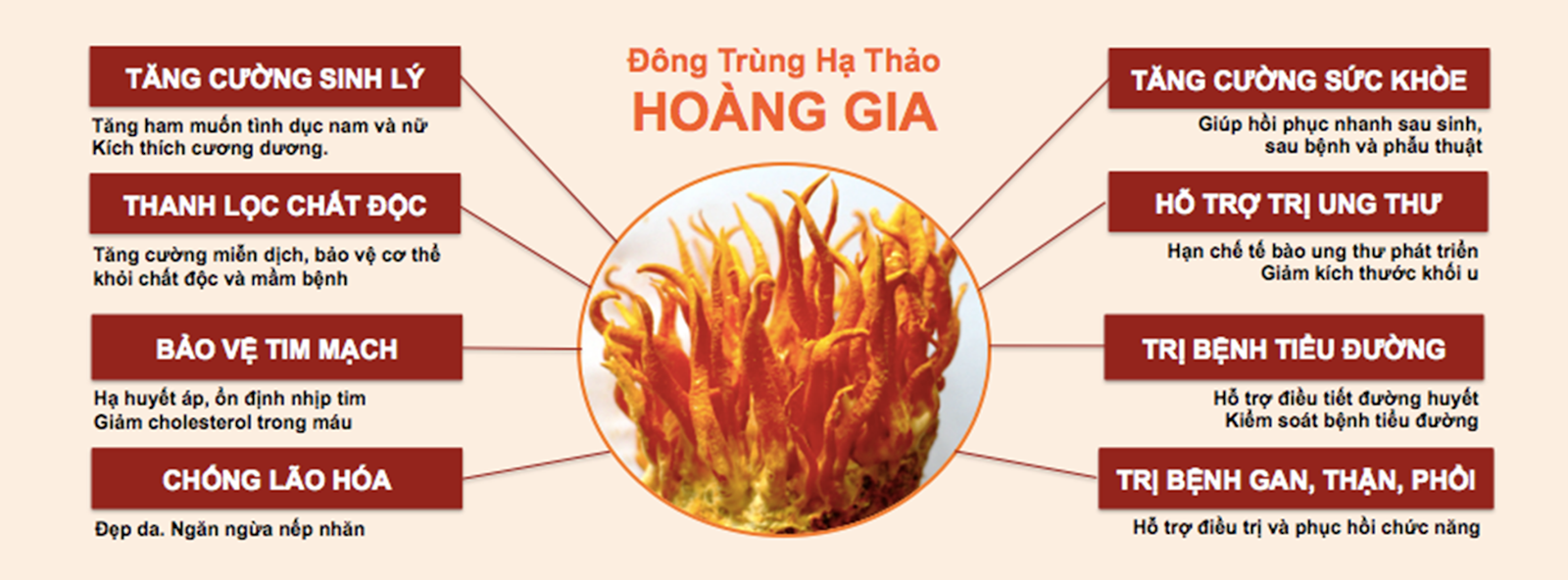 Công dụng tuyệt vời của đông trùng hạ thảo Công dụng tuyệt vời của đông trùng hạ thảo