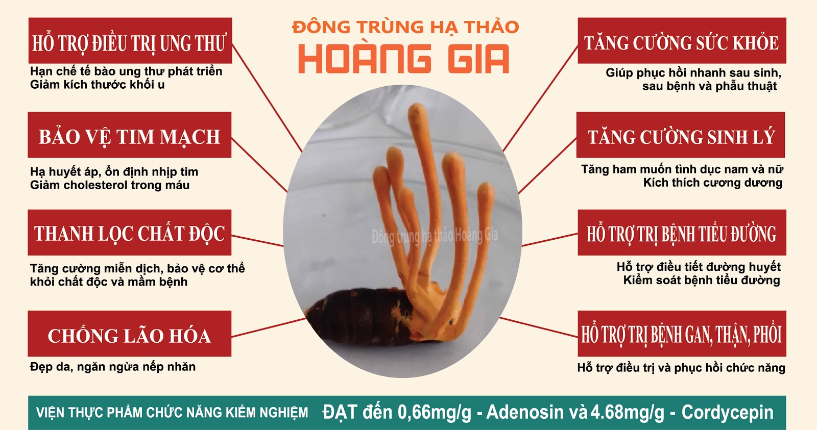 Đông trùng hạ thảo có rất nhiều công dụng khác nhau