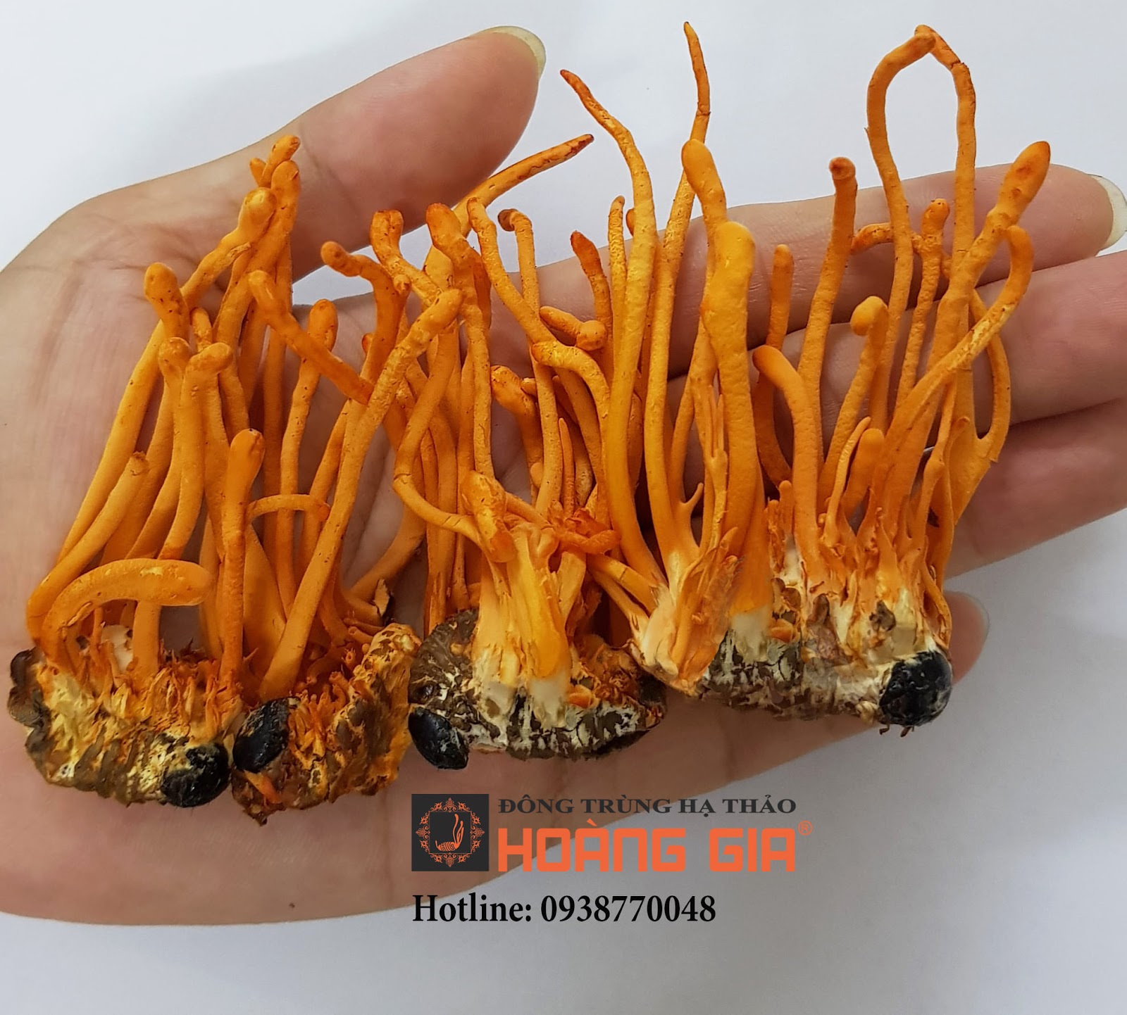 thảo dược đông trùng hạ thảo
